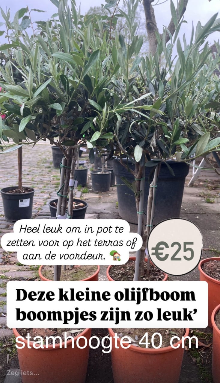 Kleinere olijfboompjes met diverse stamhoogtes