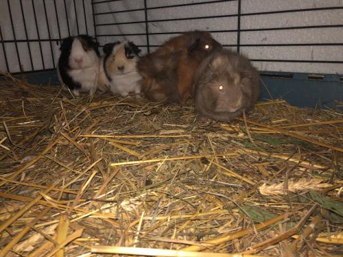 Baby cavia’s!