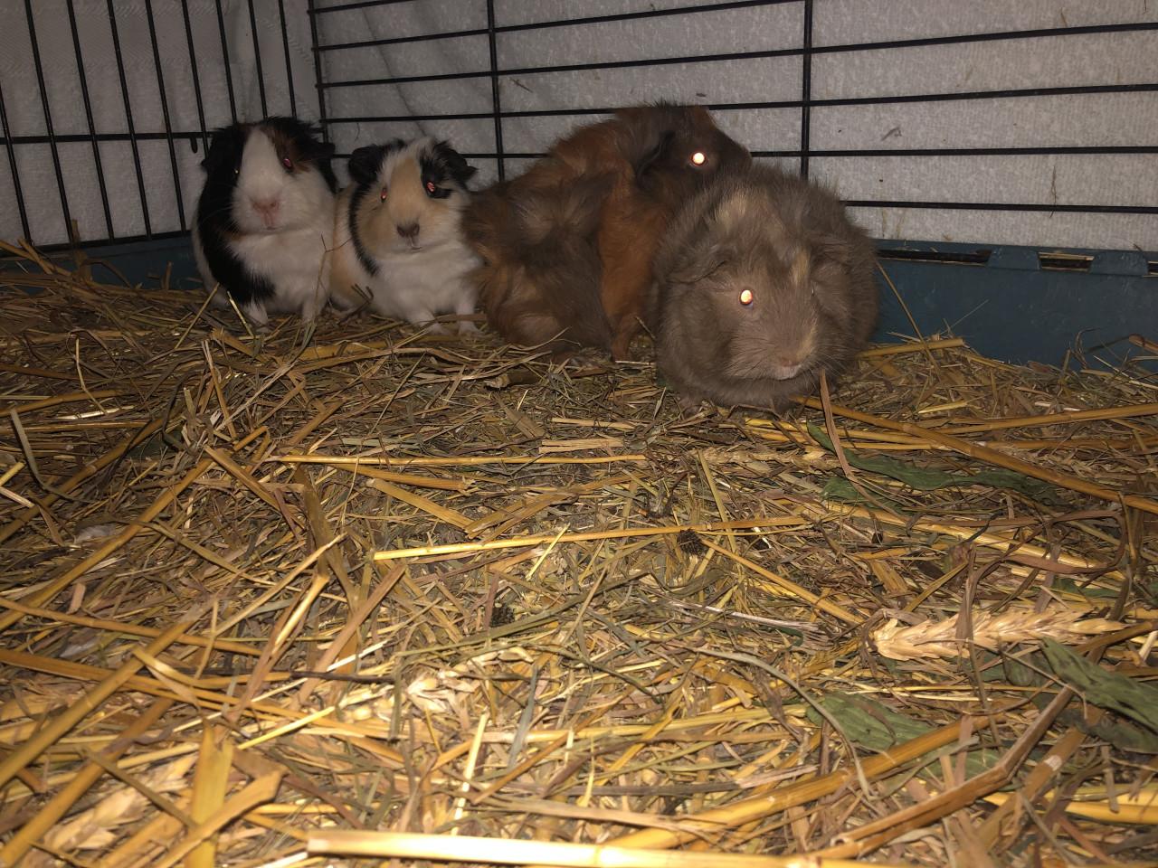 Baby cavia’s!