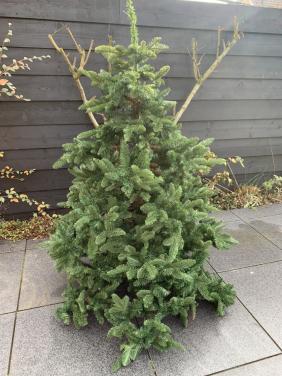 Kerstboom 1,50 hoog natuurgetrouw