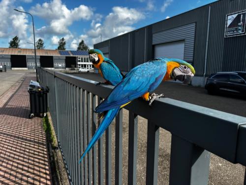 Blauw gele ara jongen tam 13 weken oud
