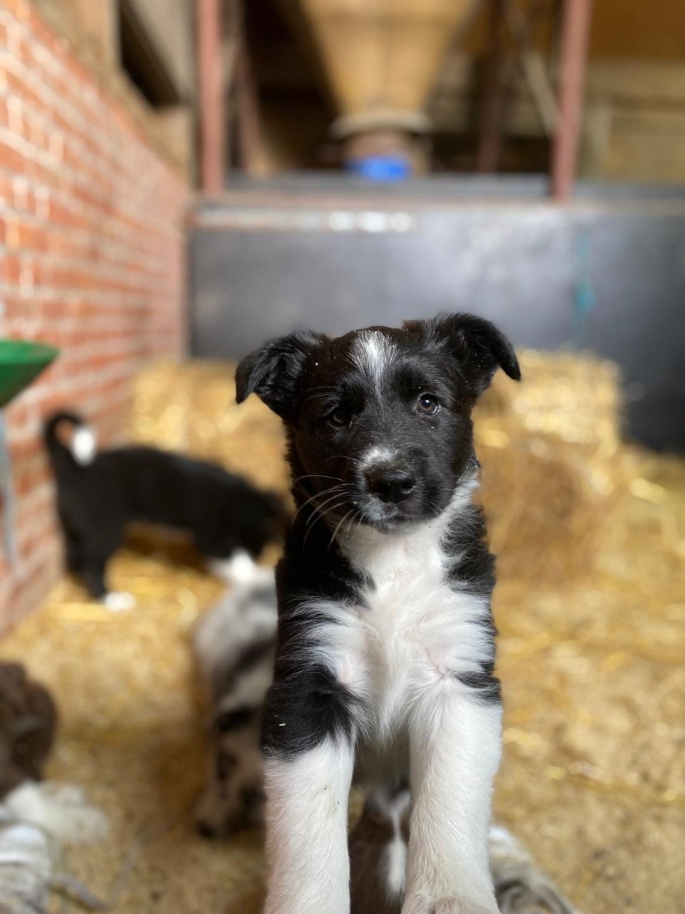 Prachtige pups te koop