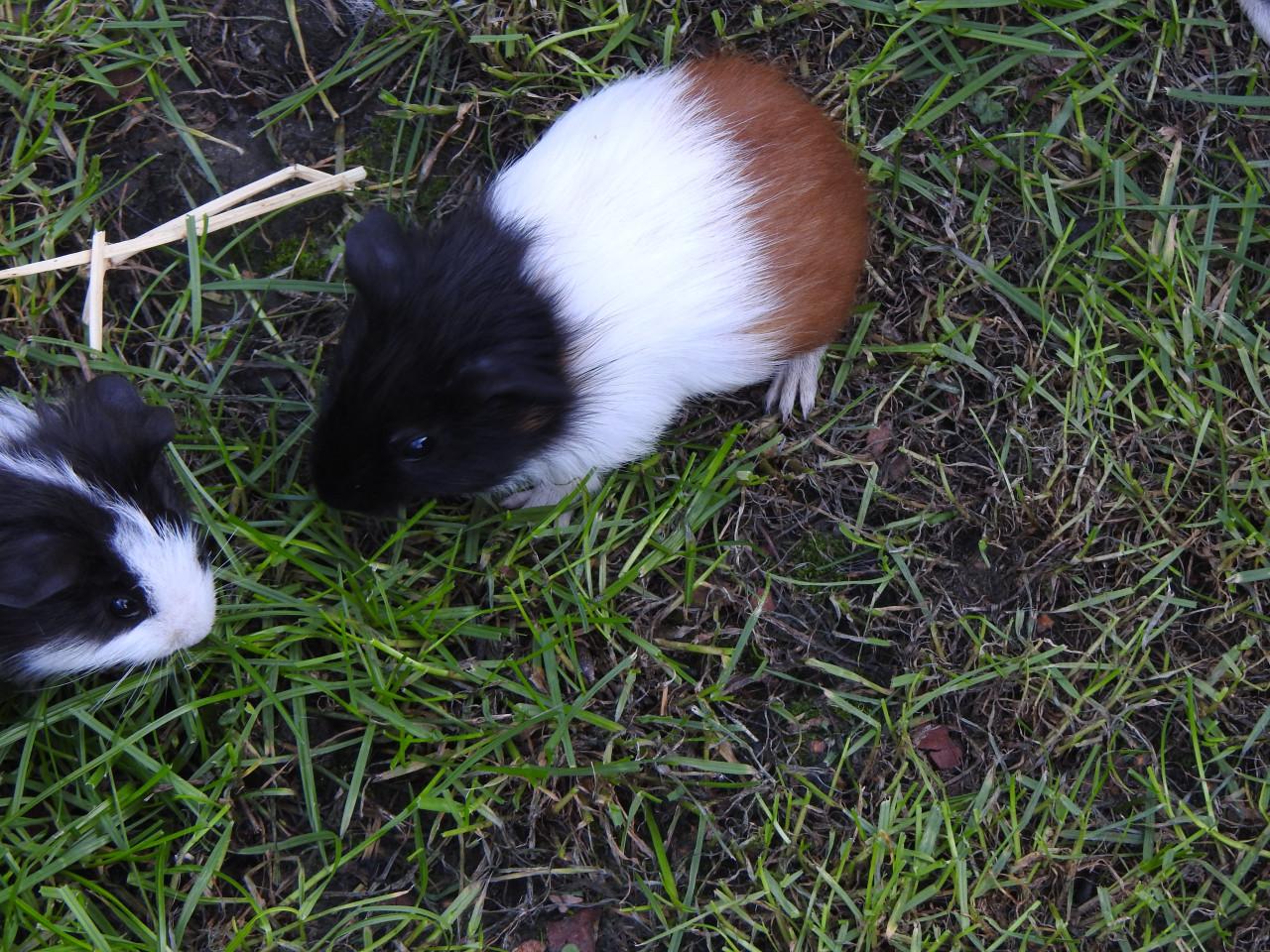 Cavia Zeug