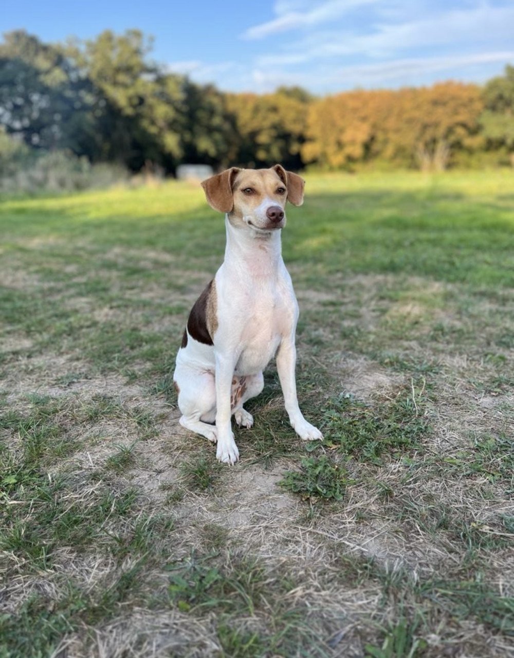 Prachtige boerenfox pup!