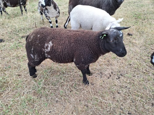Bonte schapen en lammeren te koop