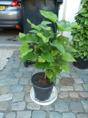 BOLBOOMPJE CALPATA