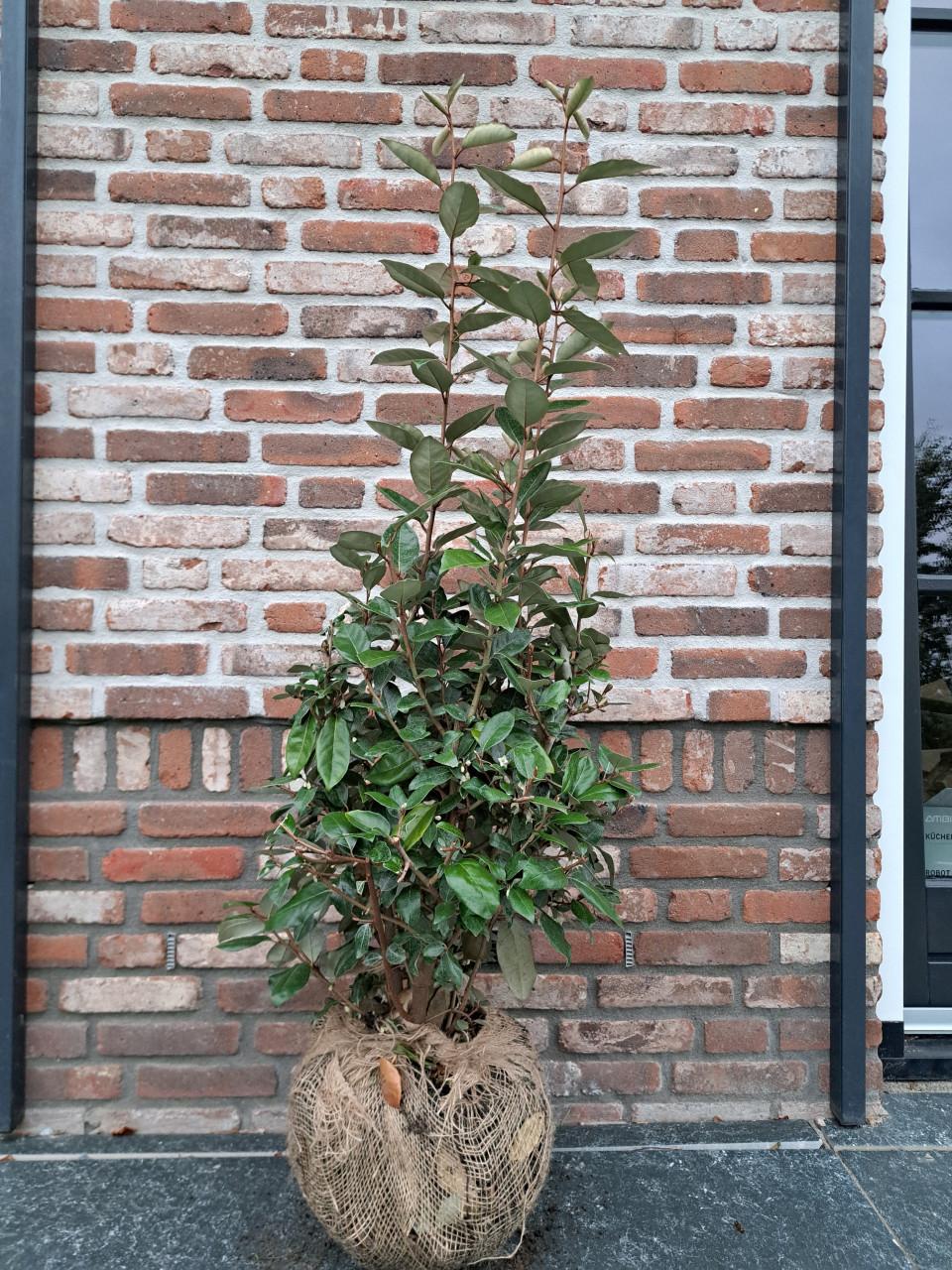 Olijfwilg (Elaeagnus)