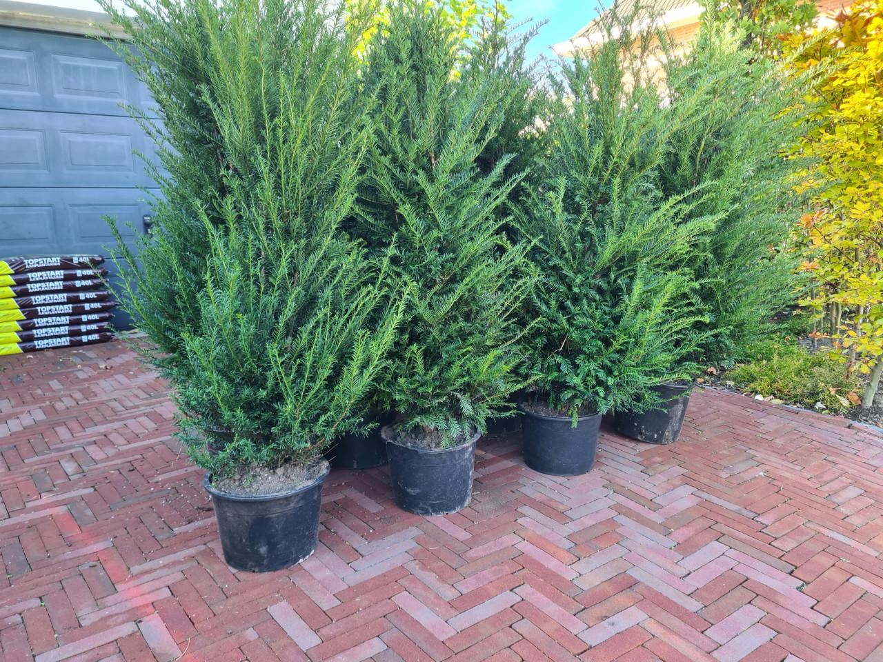 Taxus Baccata haagplanten vanuit de volle grond