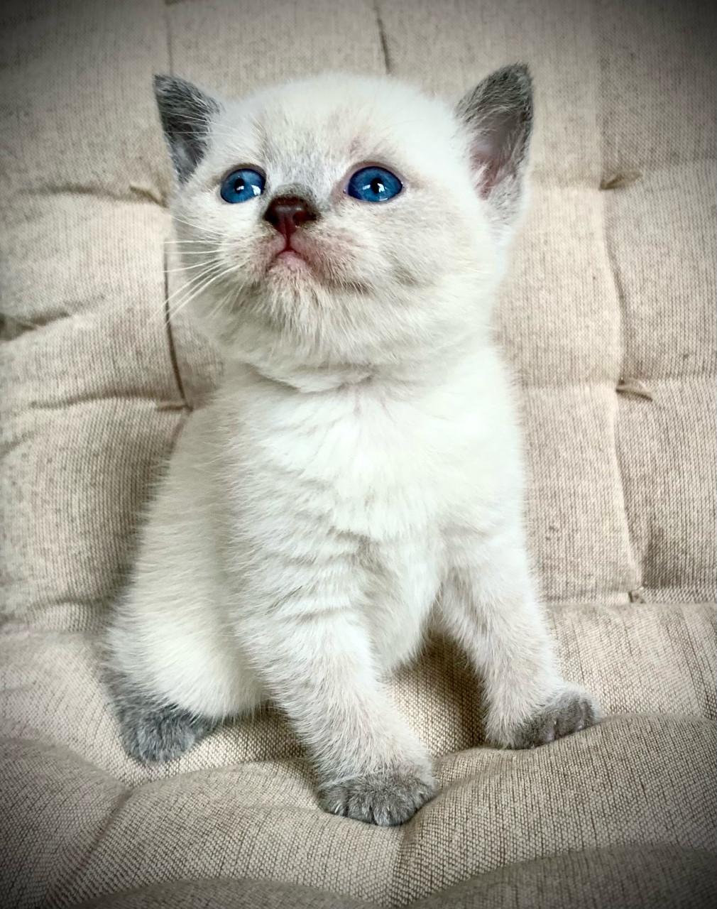 Brits Korthaar kitten blue point