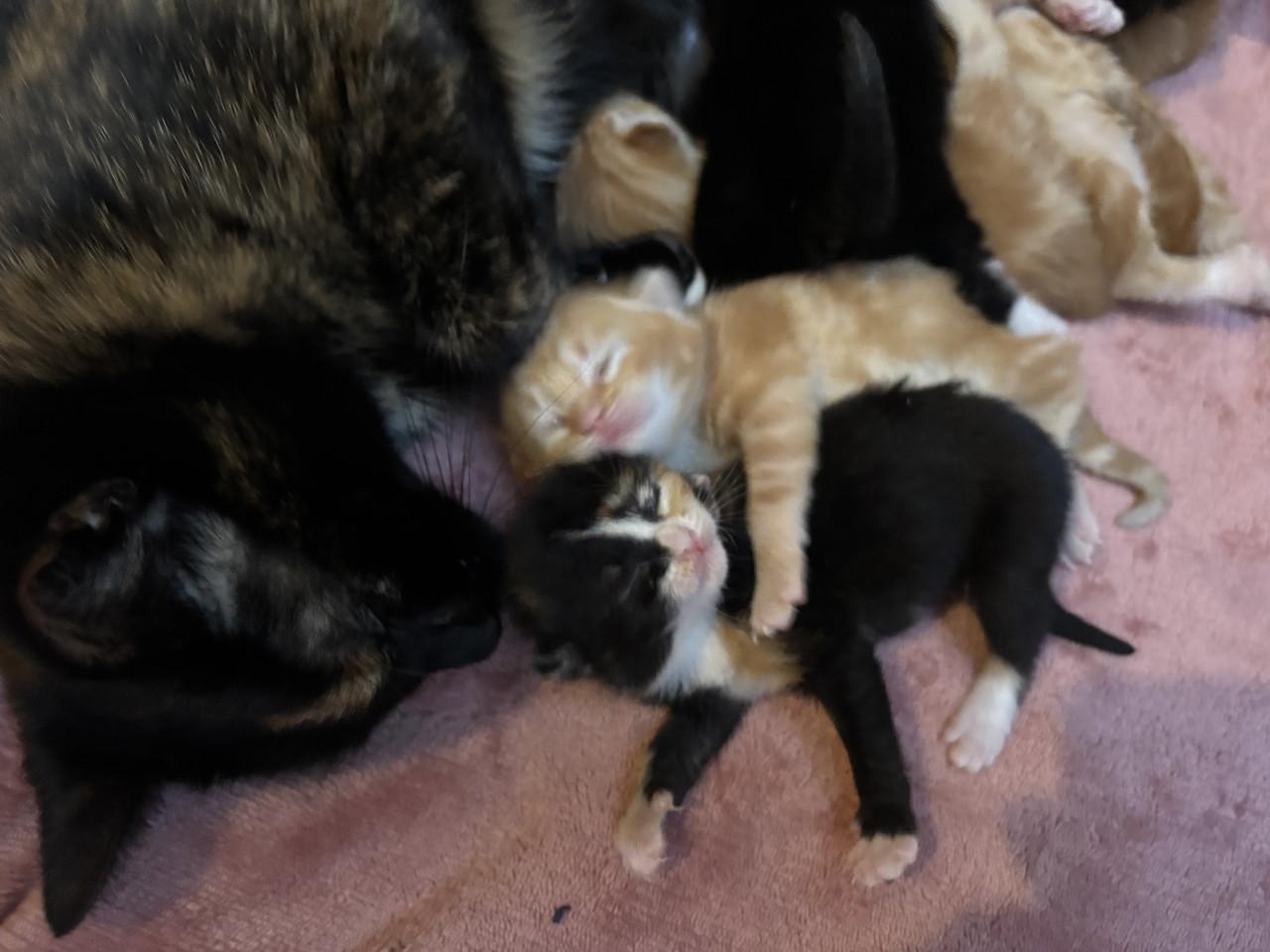 Kittens zoeken gouden mandje