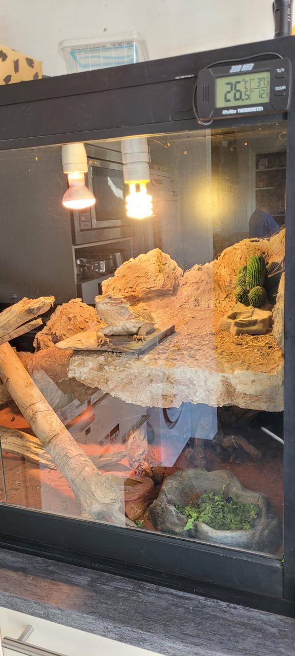 Tamme Baardagaam met terrarium