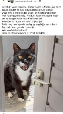 Gouden mandje gezocht