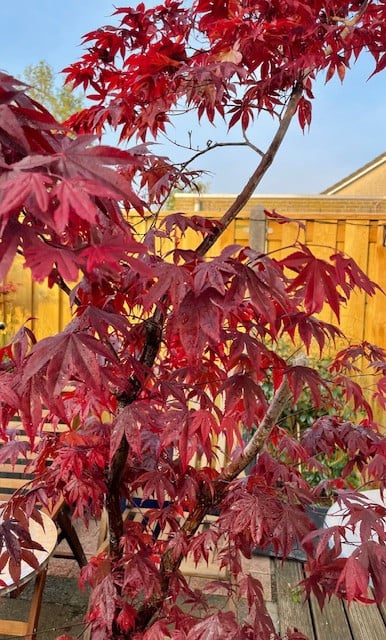 Japanse esdoorn  cq Acer
