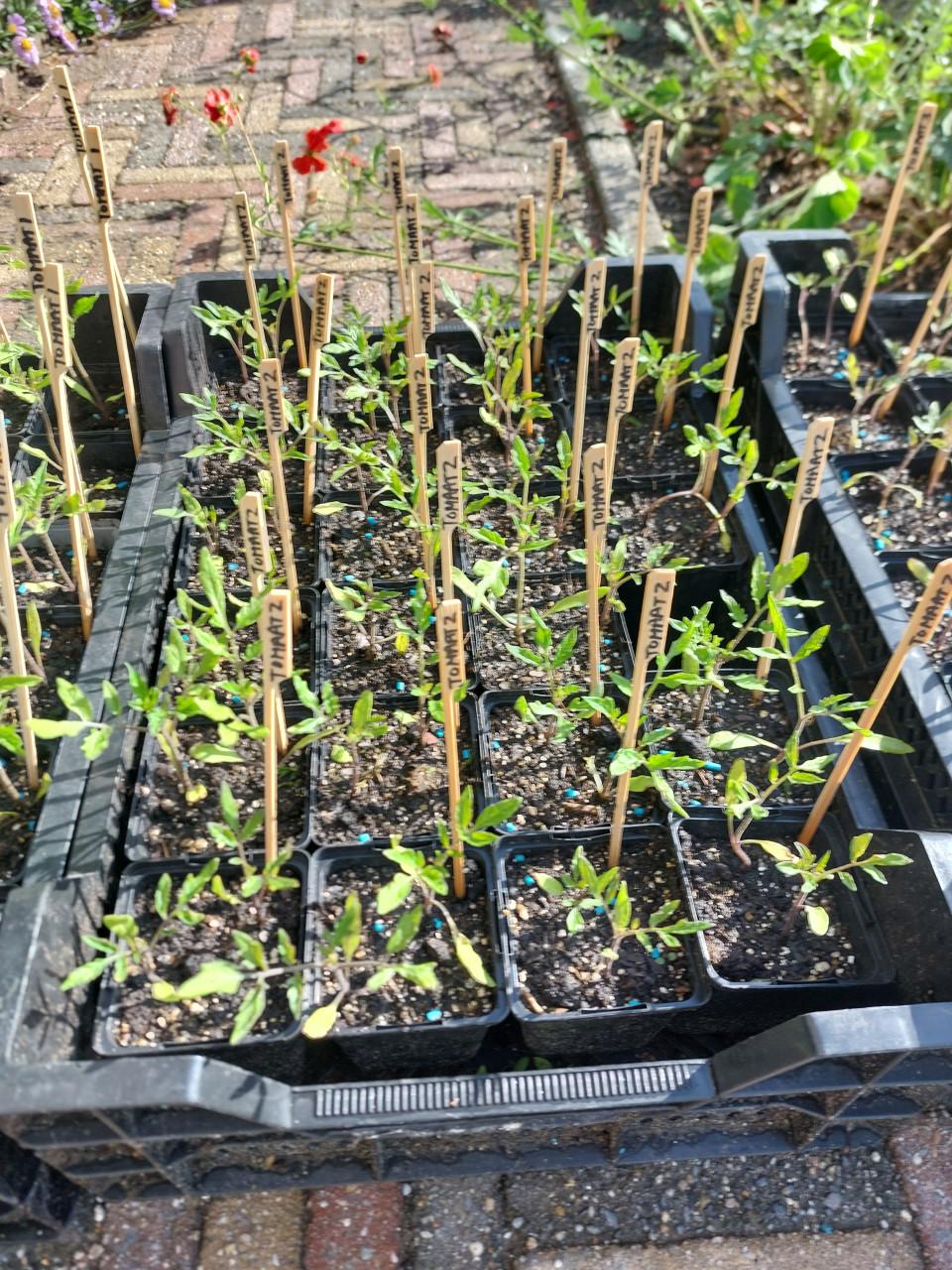 Tomaten / Aardbeien: SIERTUIN en MOESTUIN PLANTEN BIJ DE VOORDEUR