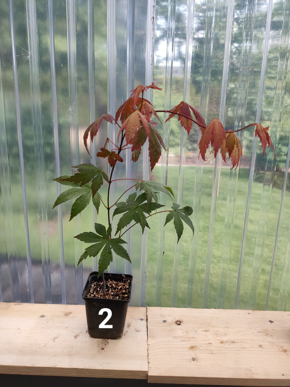 Japanse esdoorn boompjes Acer palmatum tuinplanten
