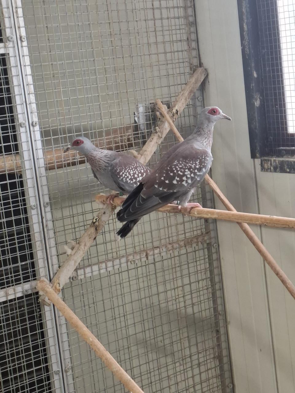 Koppel Guinea duiven