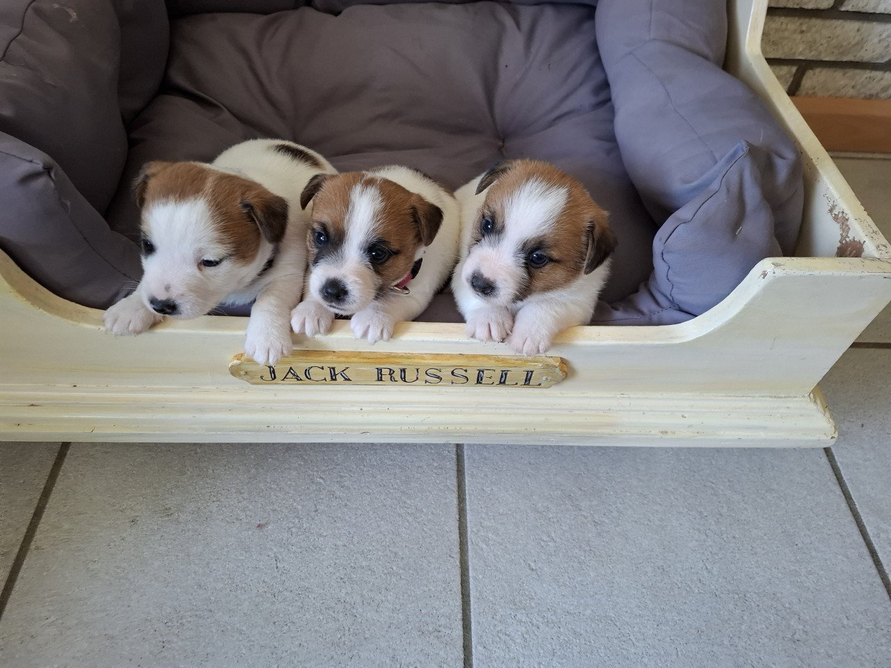 Jack Russell Puppy's