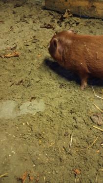 Bruin varkentje te koop!!!
