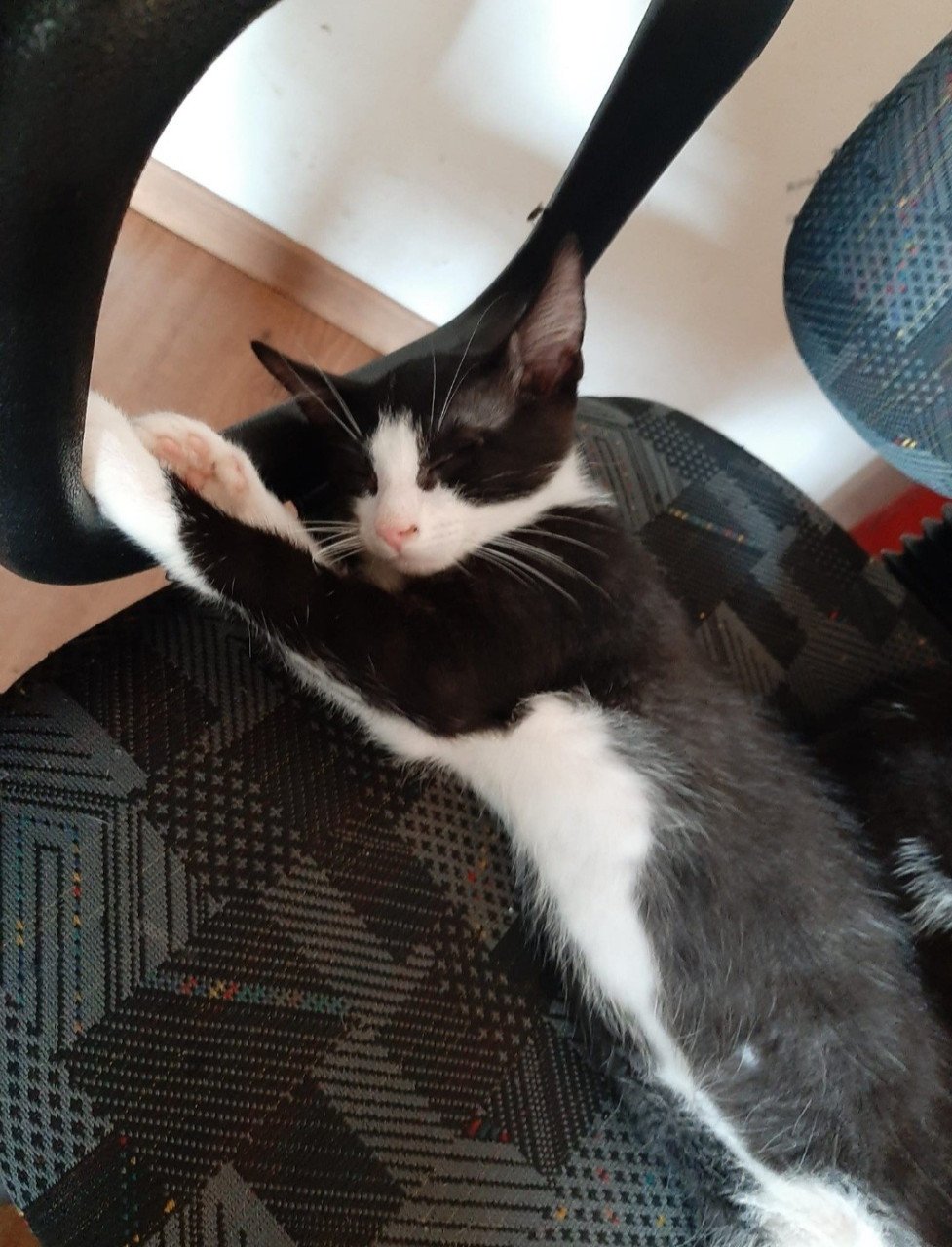 Kittens