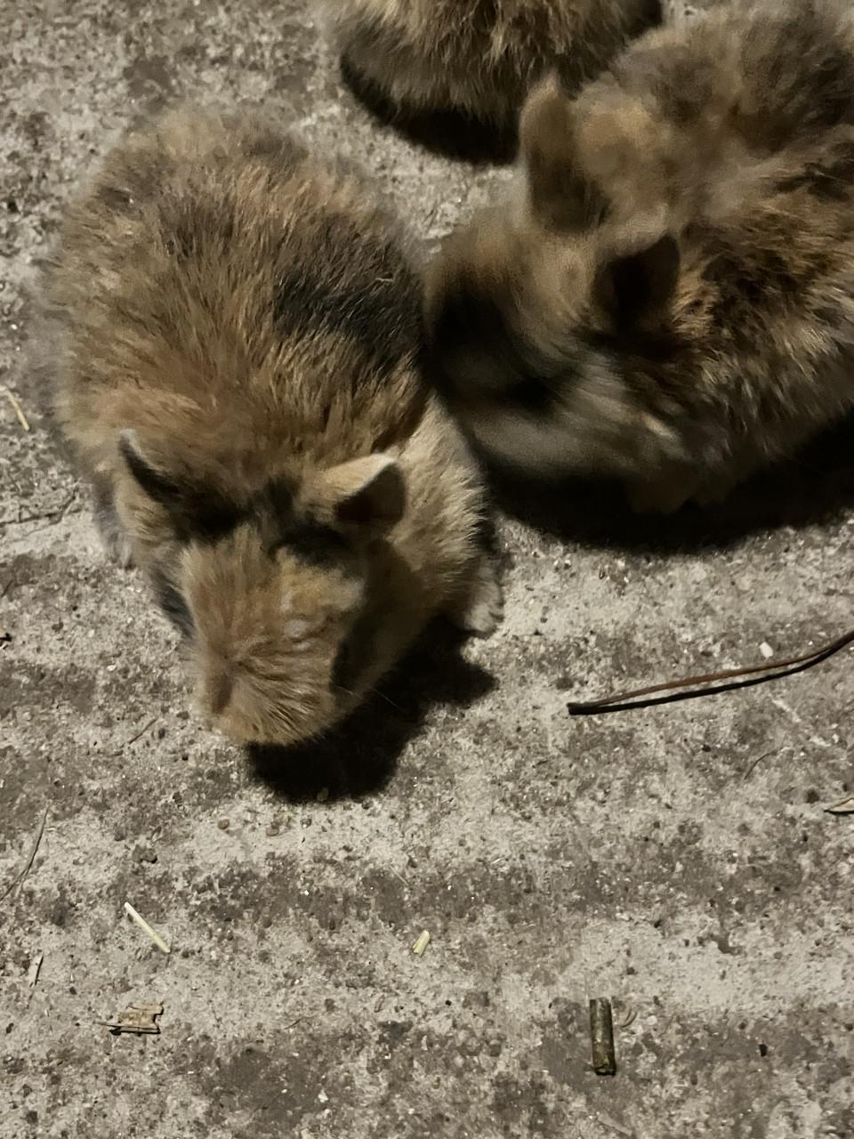 6 schattig baby konijntjes