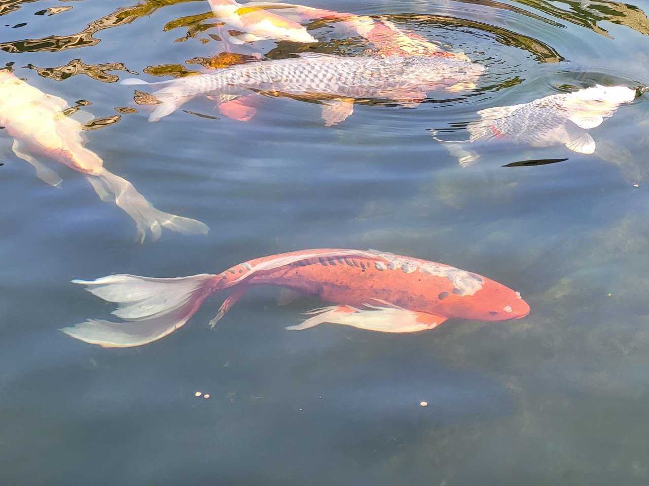 Koi's verkoop