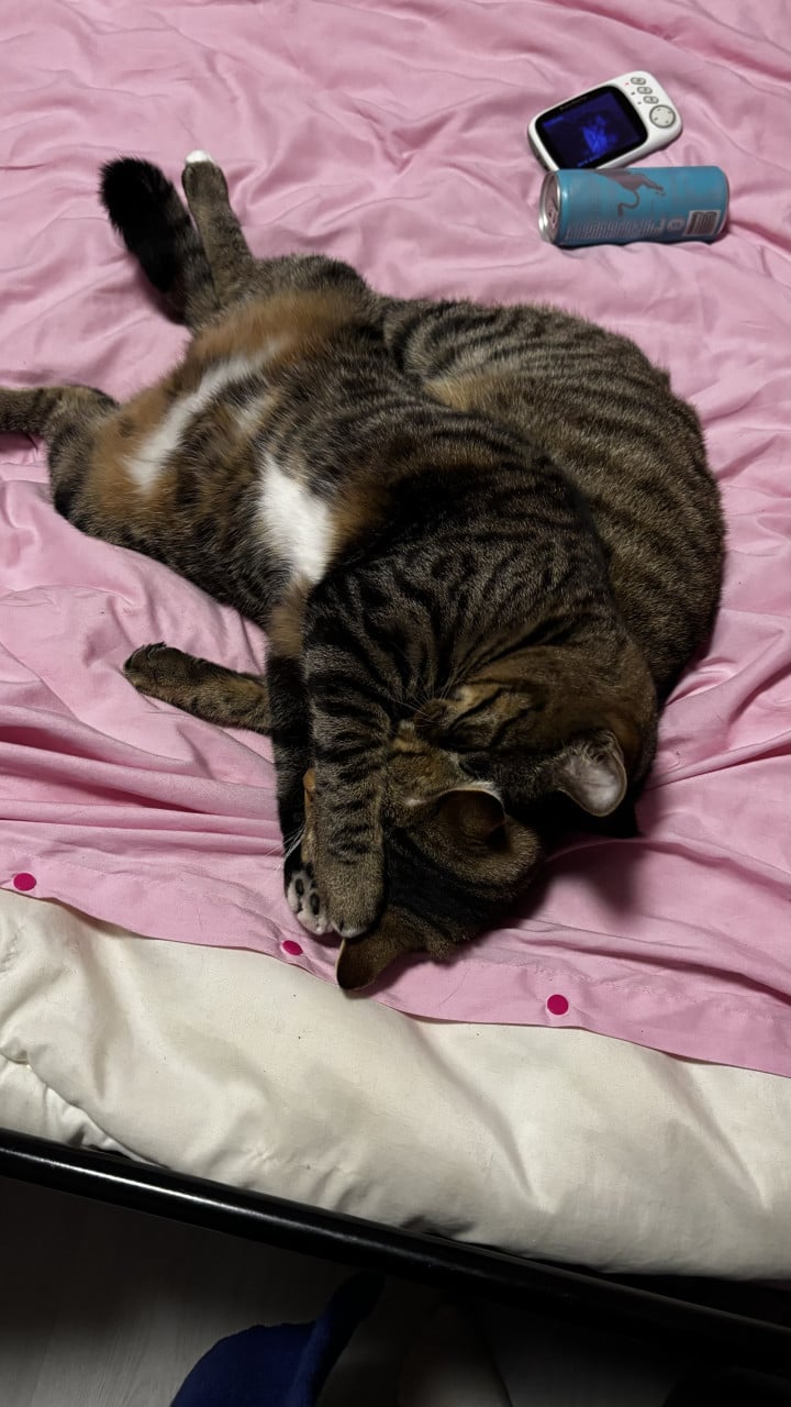2 super lieve katten