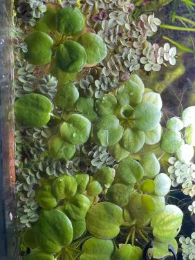 Aquarium drijfplant limnobium laevigatum
