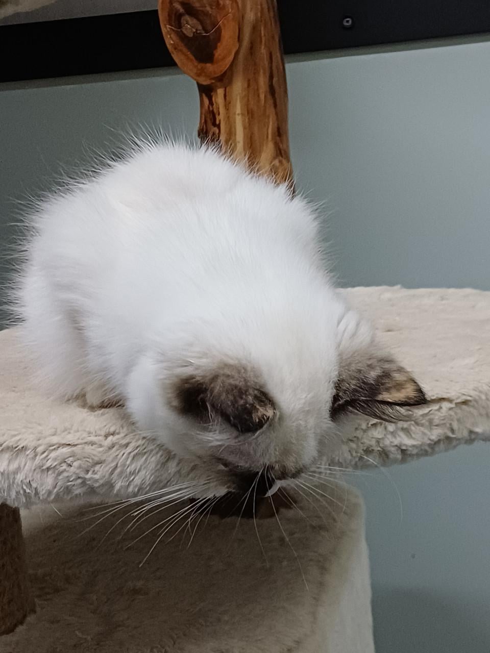 Prachtig Ragdoll poesje met stamboom