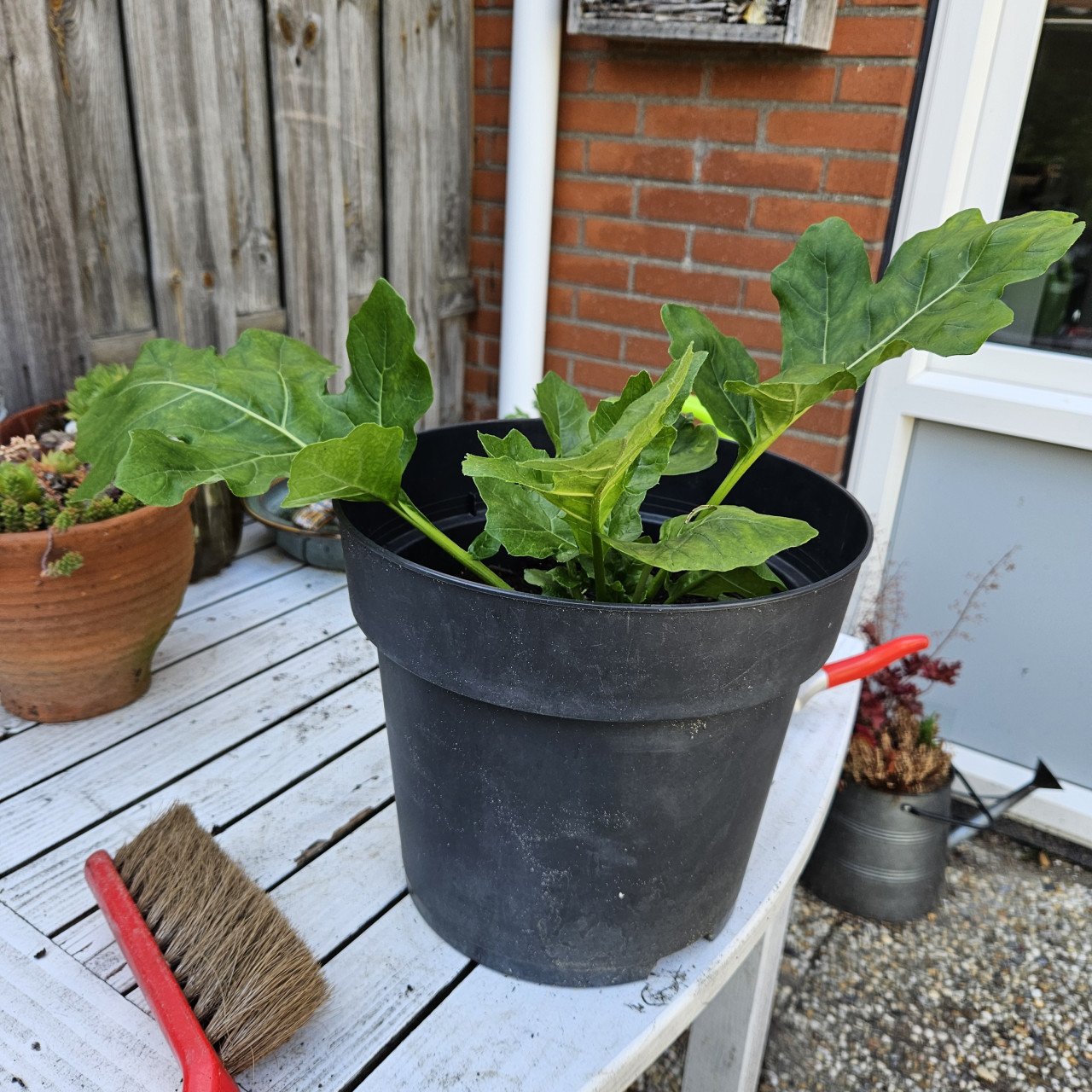 Acanthus Mollis - Berenklauw