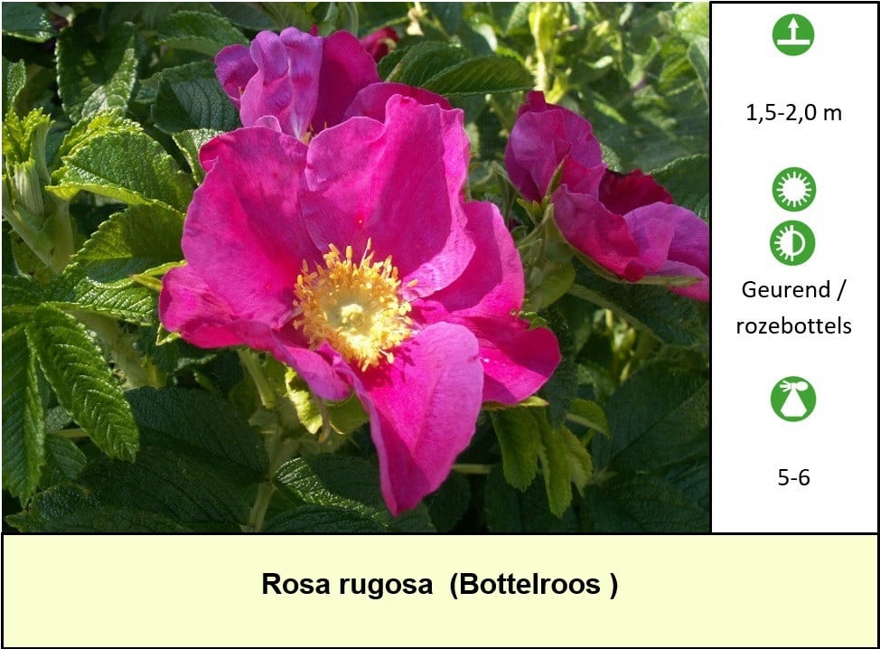 Diverse planten in grote potmaat! Loganbes, rozen, klimplanten.. €4,- p/st.
