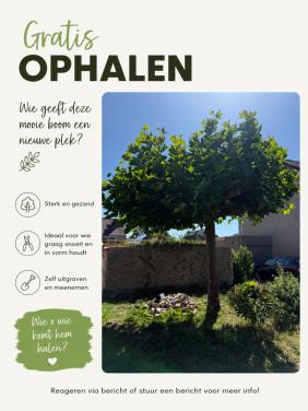 Gratis boom