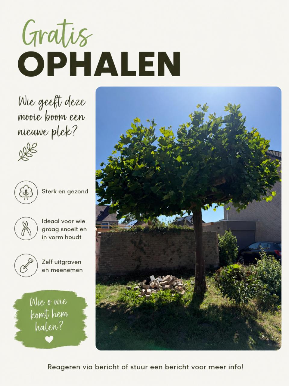 Gratis boom