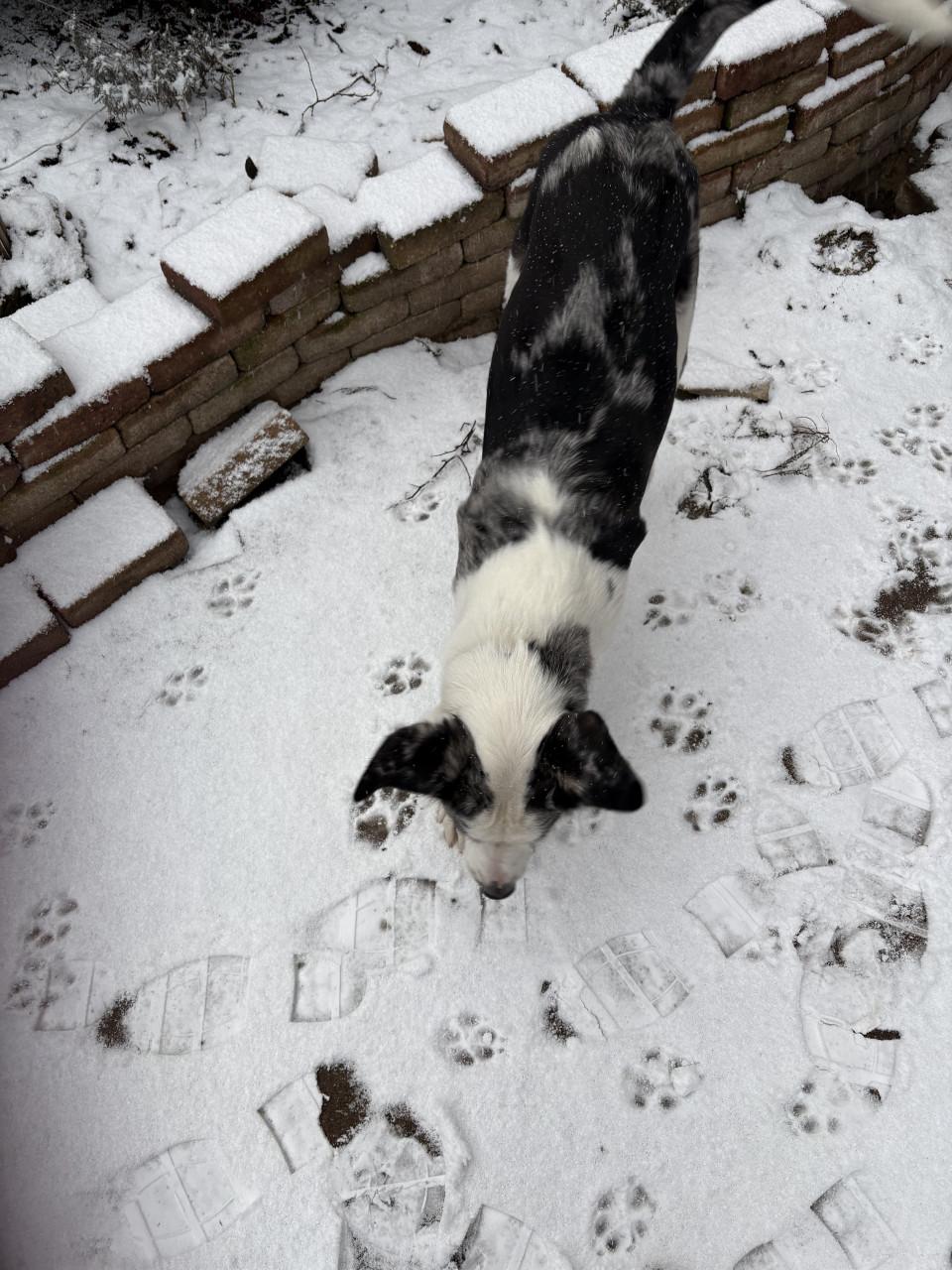 Baasje gezocht voor onze lieverd
