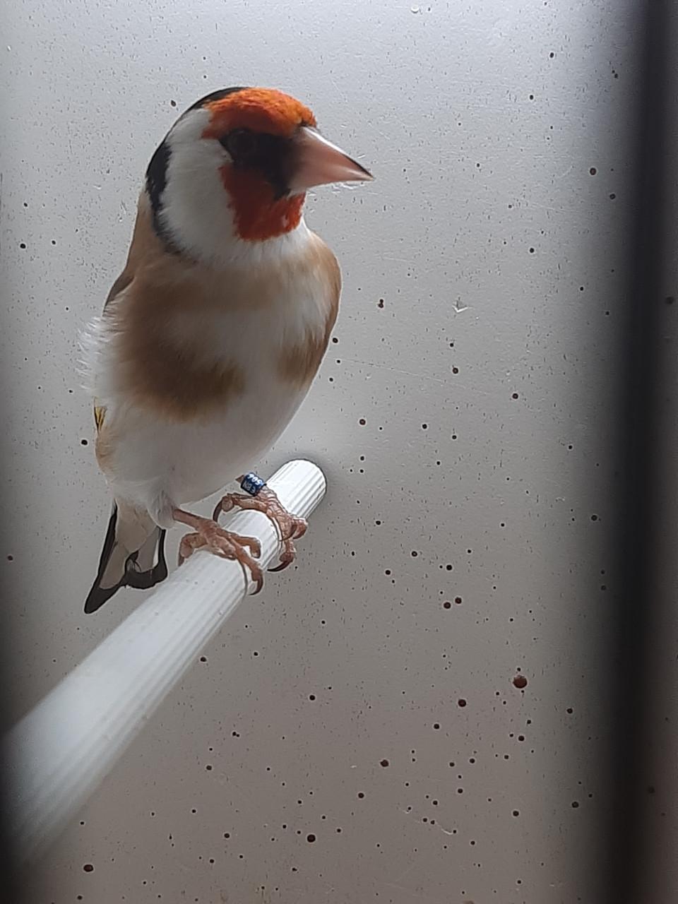 2 koppels putters en losse pop