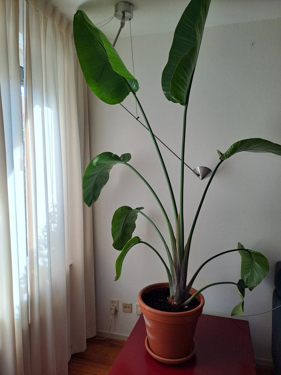 Paradijsvogelplant 1.8 meter hoog