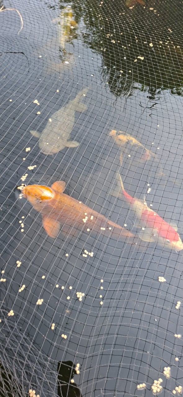 Koi / karpers / vissen