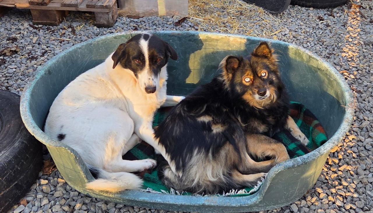 Hond zoekt baasje