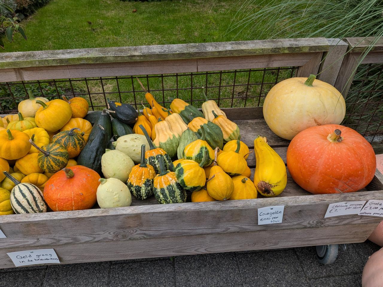 Kalebassen en pompoenen