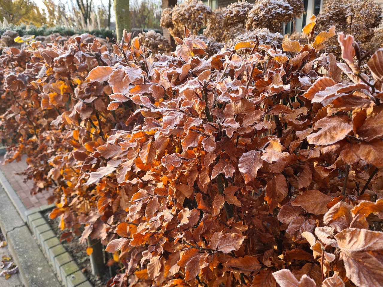 Beukenhaag (Fagus Sylvatica) in alle hoogtes