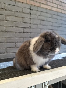 Lief klein minilop konijntje