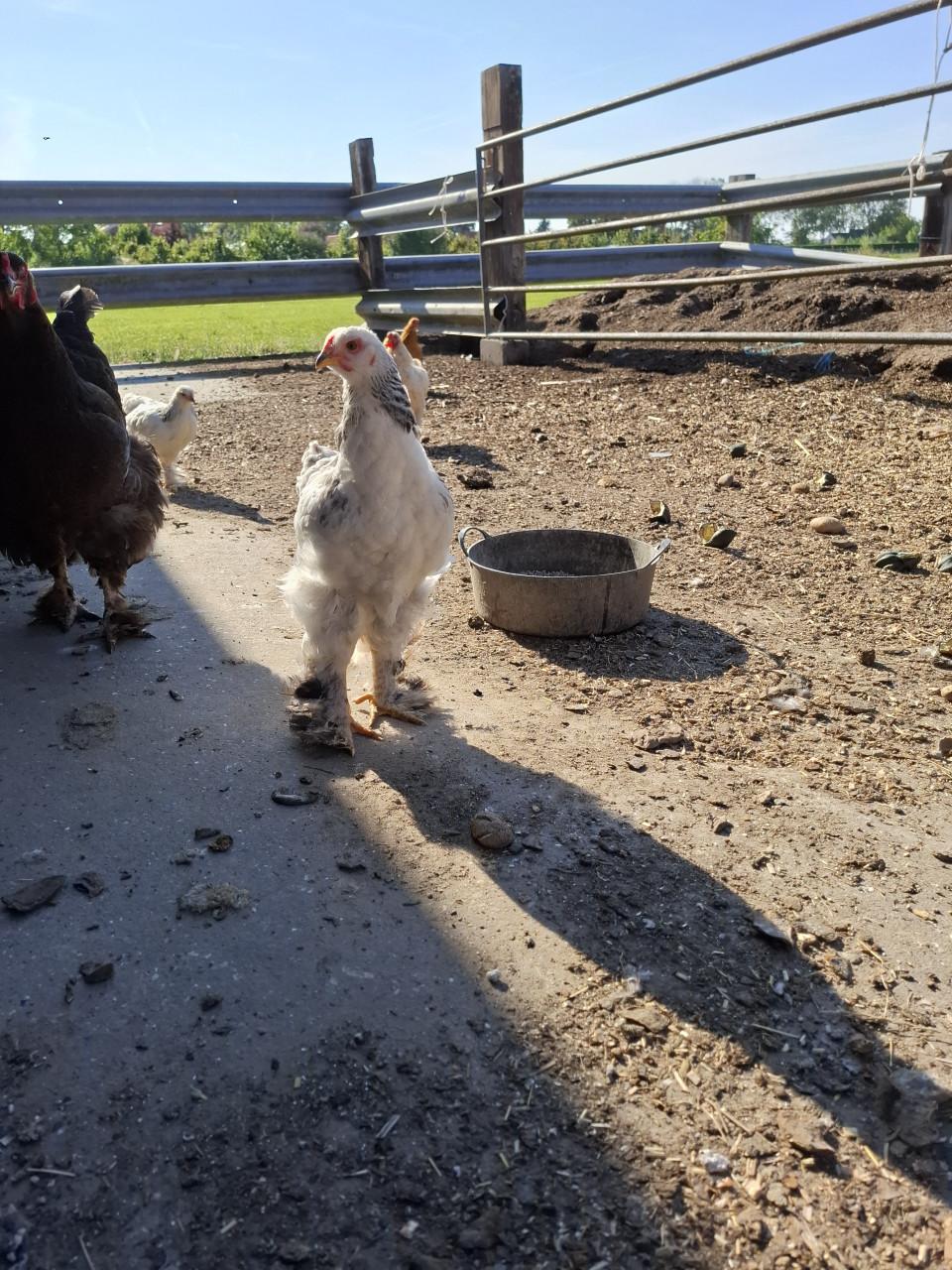 2 Brahma hennen