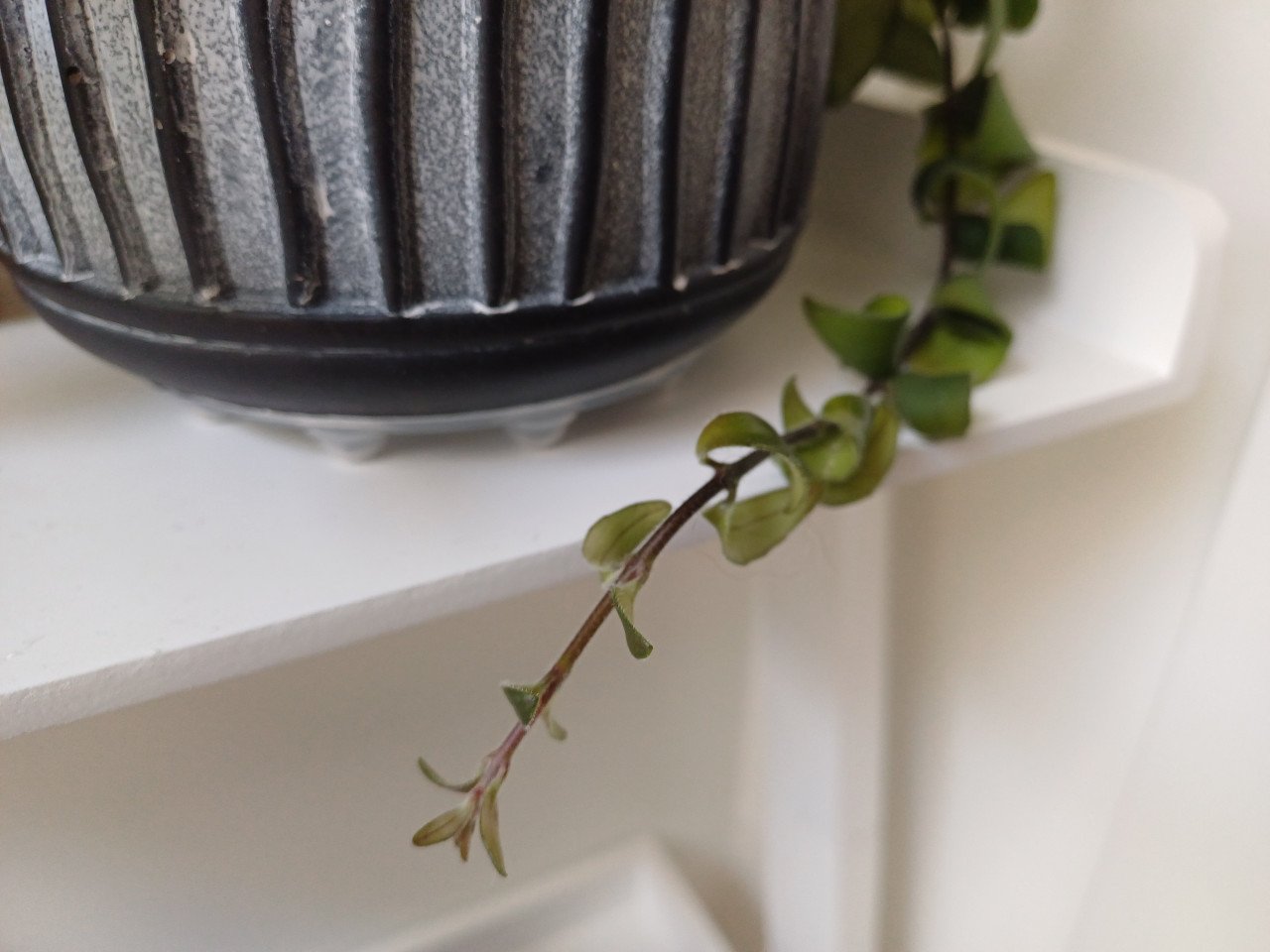 PRACHTIG: 3 gewortelde STEKJES LIPSTICKPLANT, rode bloemen