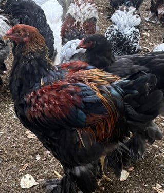 Verschillende kleurslagen Brahma Hanen.