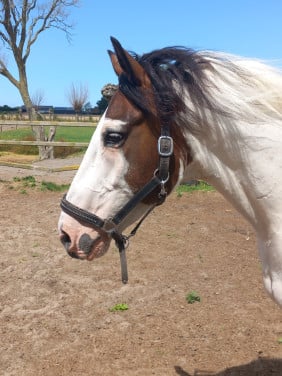 Fijne recreatie paarden te koop