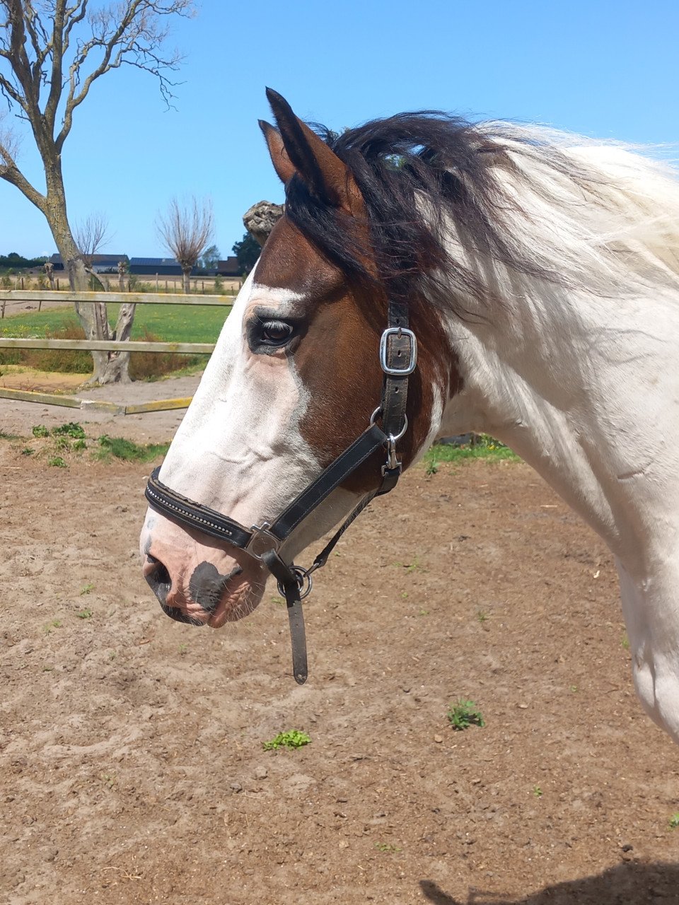 Fijne recreatie paarden te koop