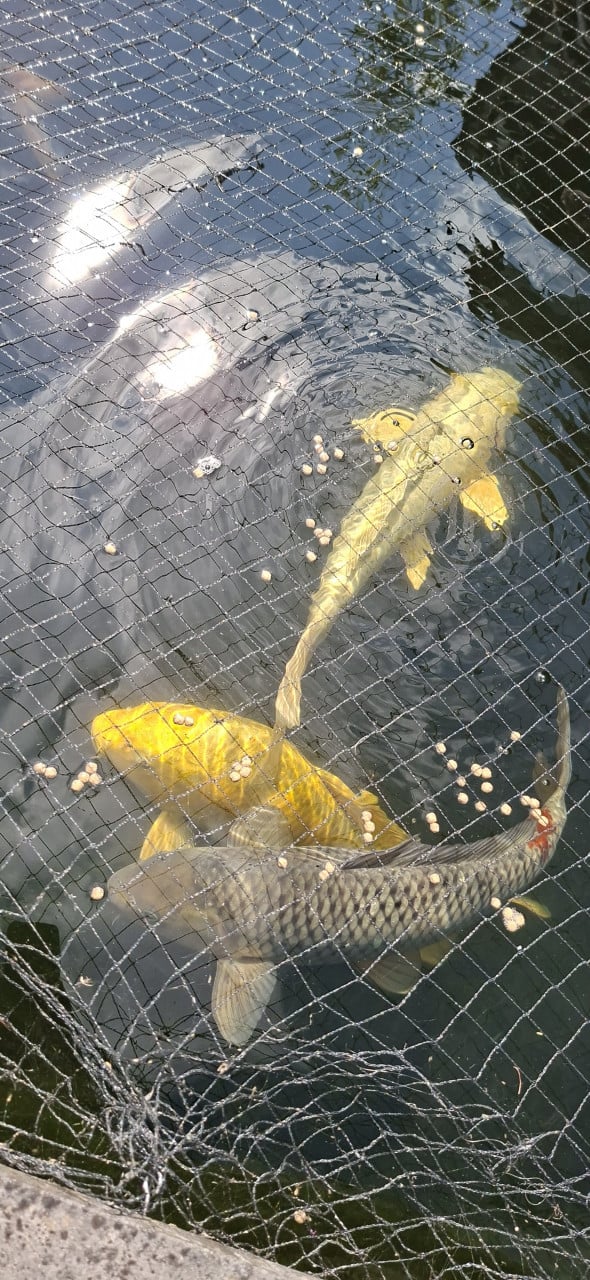 Koi / karpers / vissen