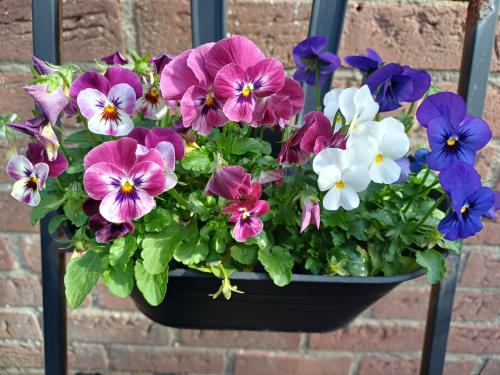 ZIN in het VOORJAAR? PLANTENREK met 3 BLOEMBAKKEN (metaal)