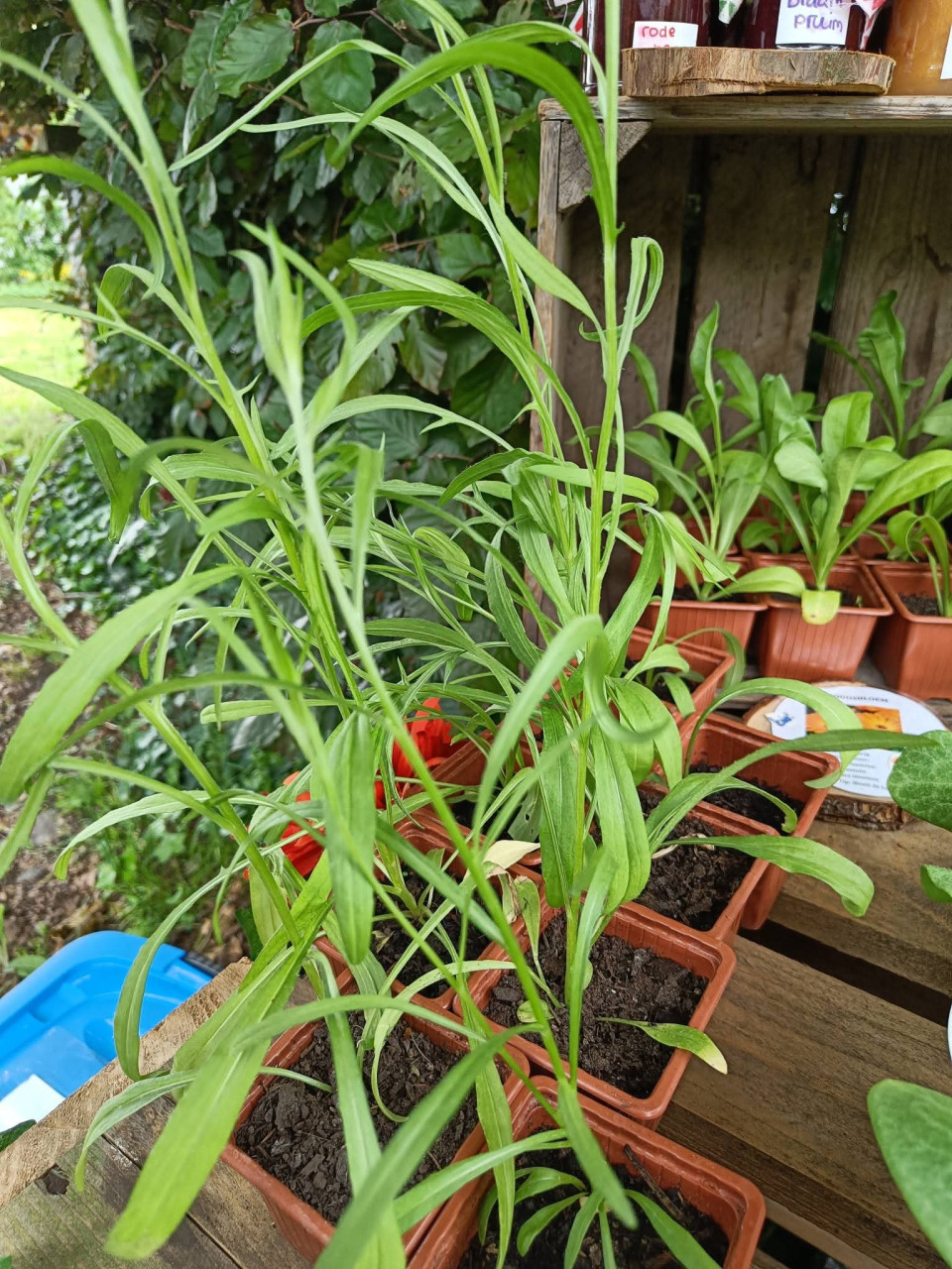 🐴🌱 Biologische paard vriendelijke plantjes te koop 🌱🐴