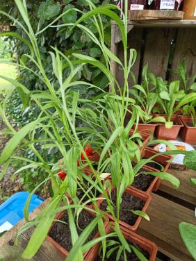 🐴🌱 Biologische paard vriendelijke plantjes te koop 🌱🐴