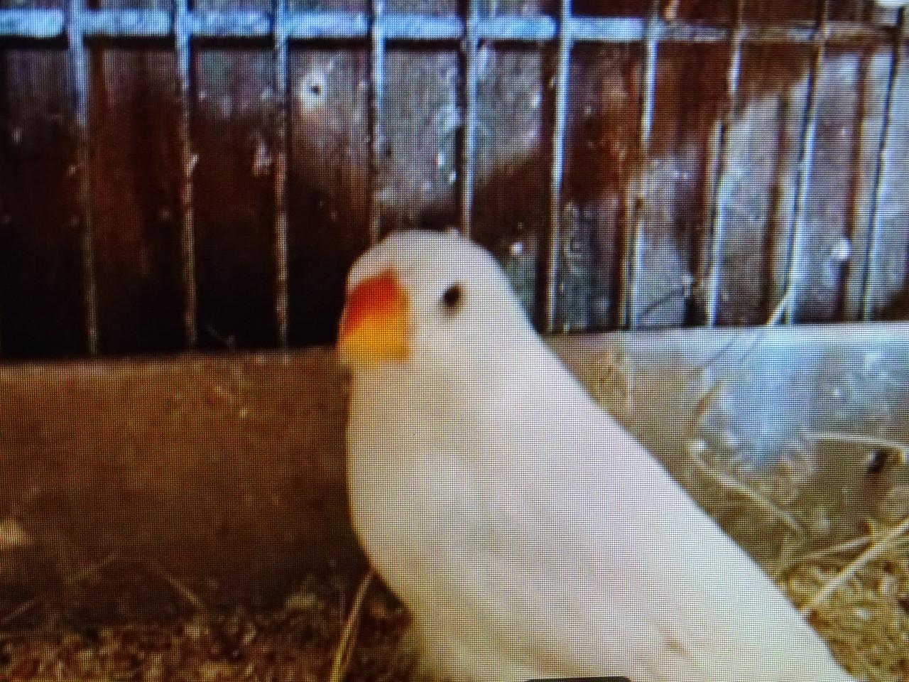 Te koop mooie wat grotere overjarige witte zebravinken €6.00